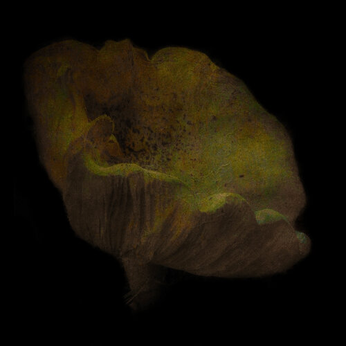 Form v2 di Russell Brown, Fotografia in vendita su Singulart