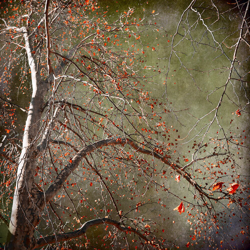 Cloud of Unknowing di Russell Brown, Fotografia in vendita su Singulart