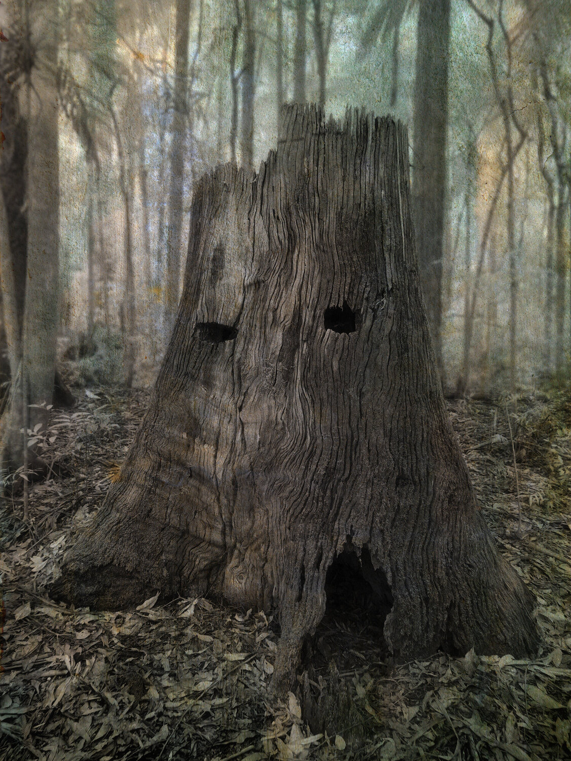 Old Man of the Forest Russell Brown
