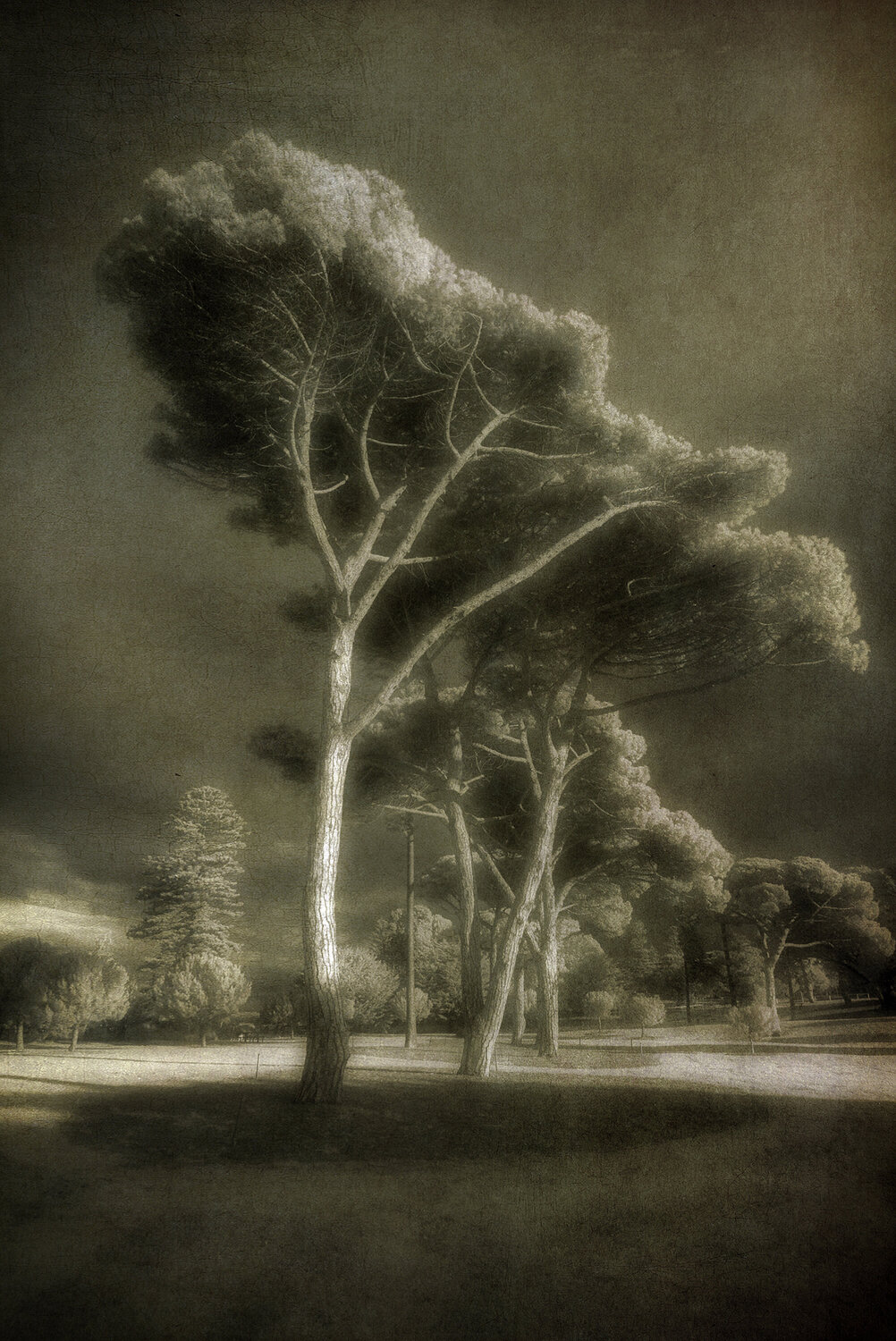 Wondrous Russell Brown