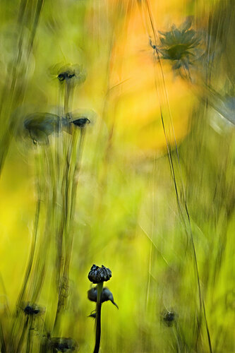 Weeds (132) revised von Tim Forcade, Fotografie kaufen auf Singulart