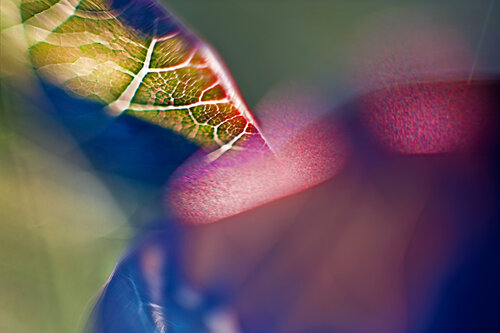 Improvisation van Tim Forcade, Fotografie te koop op Singulart