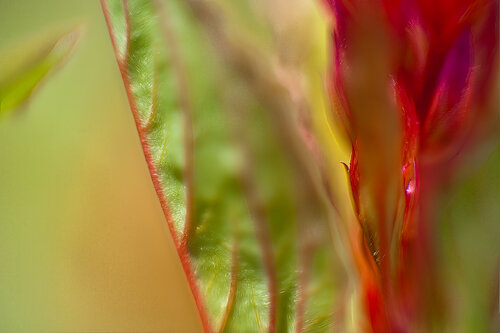 Love, Not Given Lightly von Tim Forcade, Fotografie kaufen auf Singulart