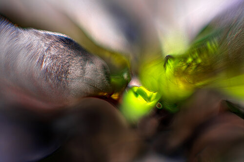 When What Showed Up van Tim Forcade, Fotografie te koop op Singulart