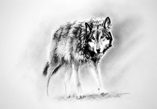 Grauwolf van Philipp Schomaker, Tekening te koop op Singulart