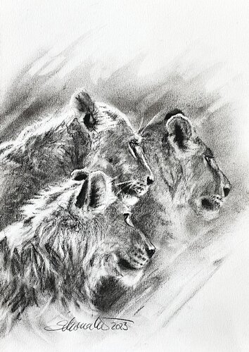 Drei junge Löwen by Philipp Schomaker, 소묘 for Sale on Singulart