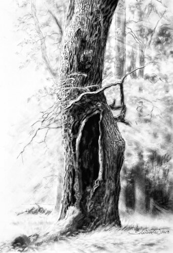 Die knorrige Eiche by Philipp Schomaker, 소묘 for Sale on Singulart