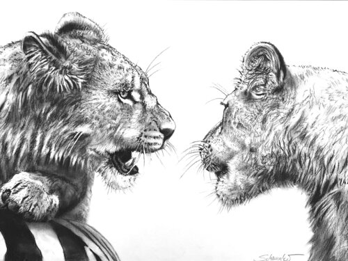 Junge Löwen am erbeuteten Zebra by Philipp Schomaker, 소묘 for Sale on Singulart