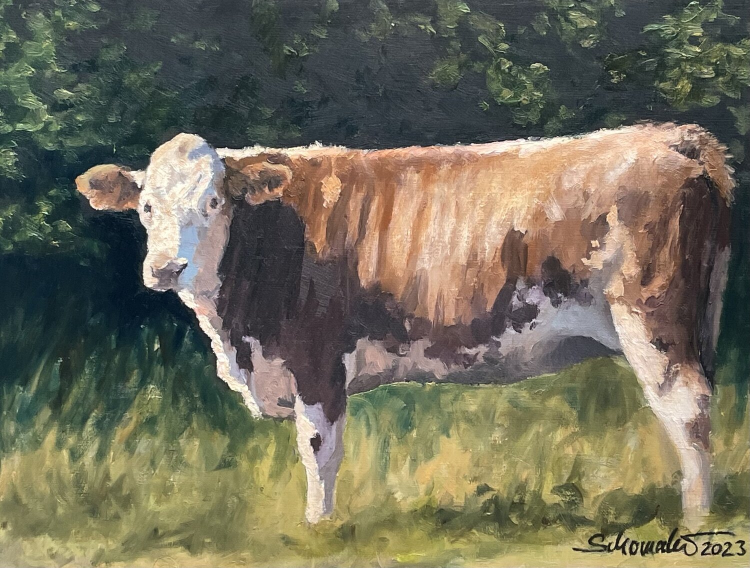 Rind auf der Sommerweide Philipp Schomaker
