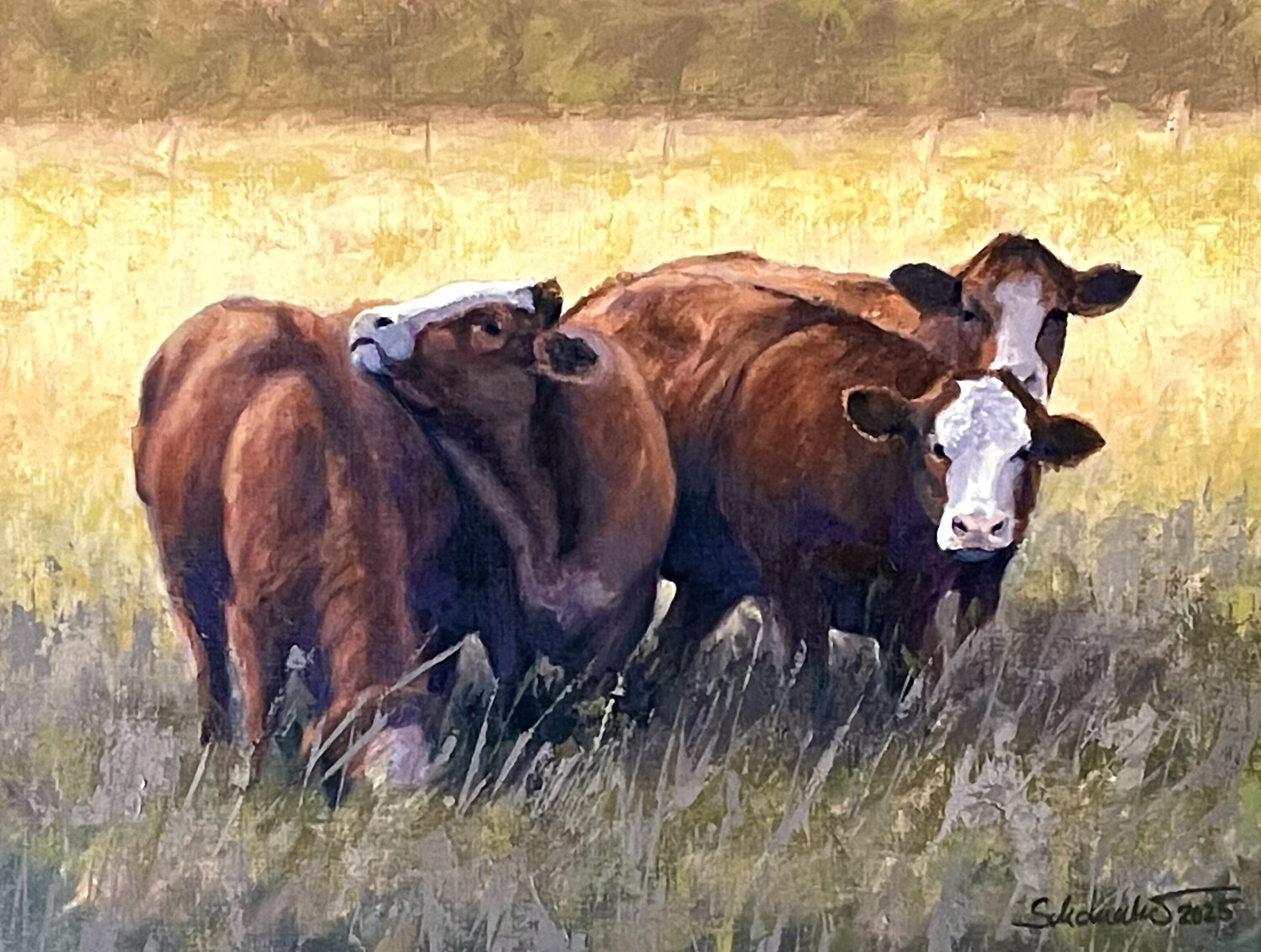 Rinder auf der Sommerweide Philipp Schomaker