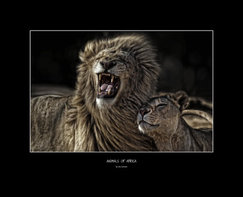 Animals of Africa - Löwenpaar - Jörg Heimann