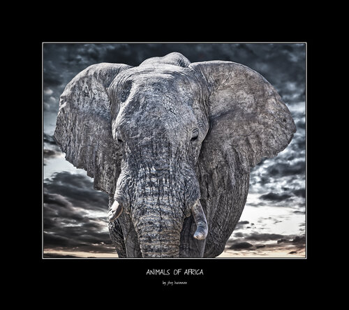 Animals of Africa - Elefant Portrait van Jörg Heimann, Fotografie te koop op Singulart