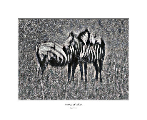 Animals of Africa - Zebras by Jörg Heimann, Photography for Sale on Singulart