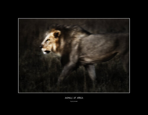 Animals of Africa - Lion di Jörg Heimann, Fotografia in vendita su Singulart