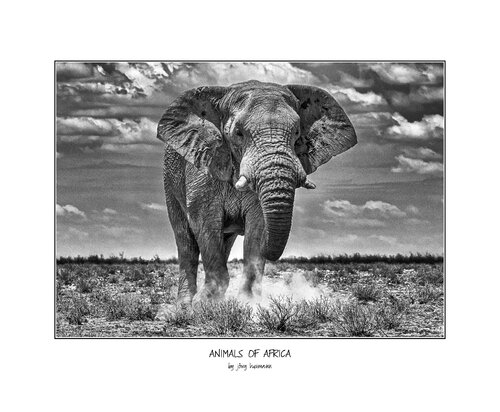 Animals of Africa - Elephant Bull van Jörg Heimann, Fotografie te koop op Singulart