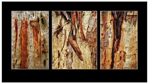 Tree Bark by Jörg Heimann, Photography for Sale on Singulart