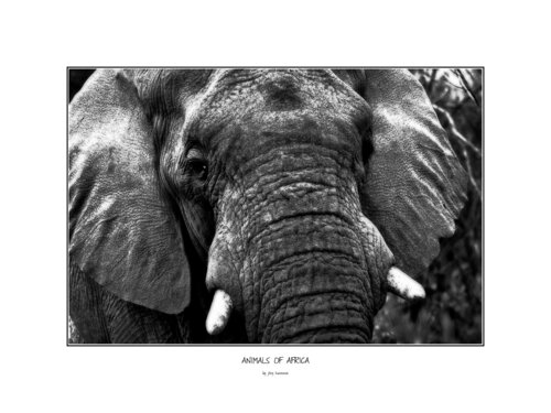Elefant Portrait close up Jörg Heimann