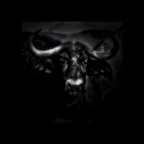 Buffalo by Jörg Heimann, 사진 for Sale on Singulart
