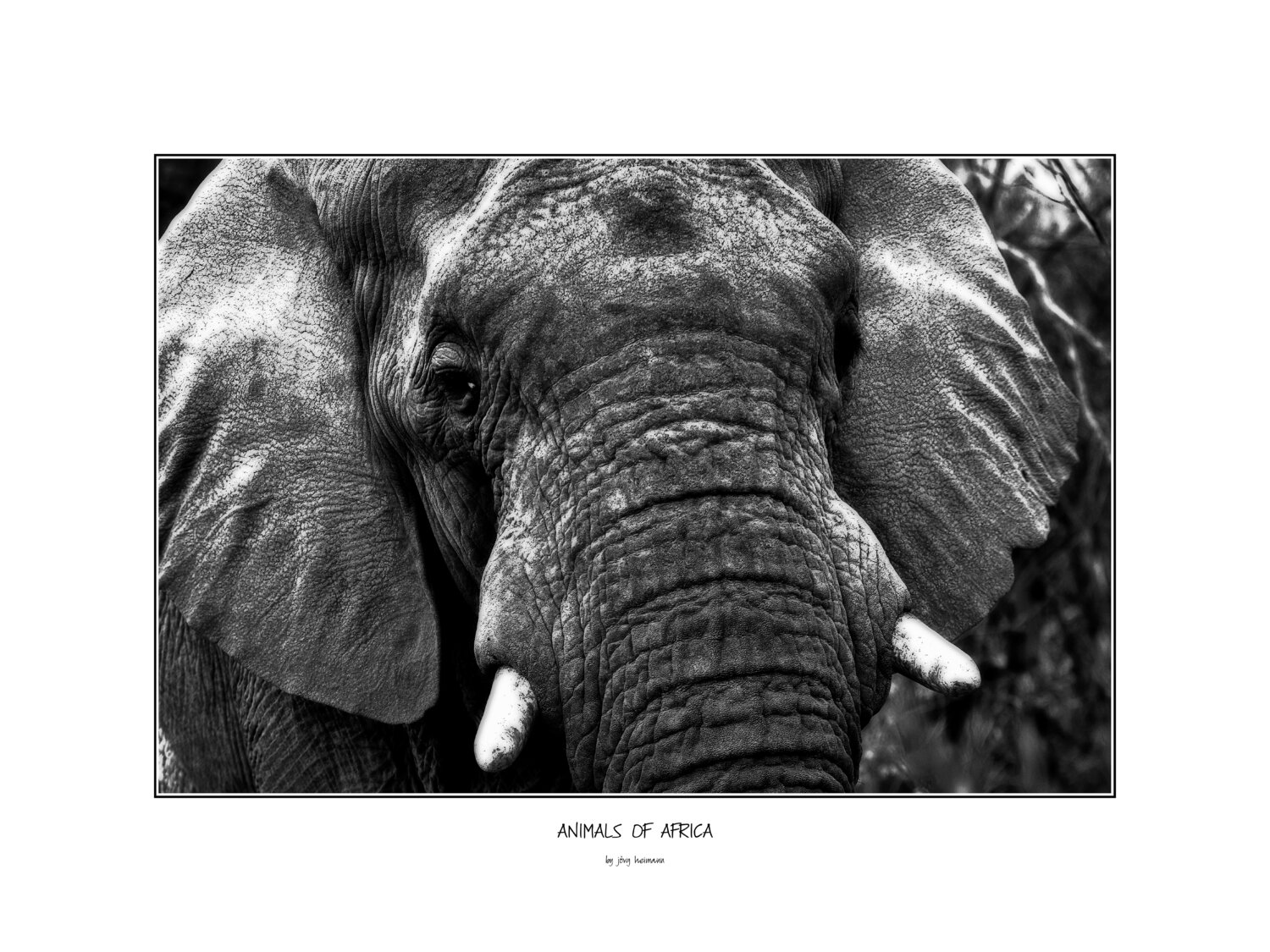 Elefant Portrait close up Jörg Heimann