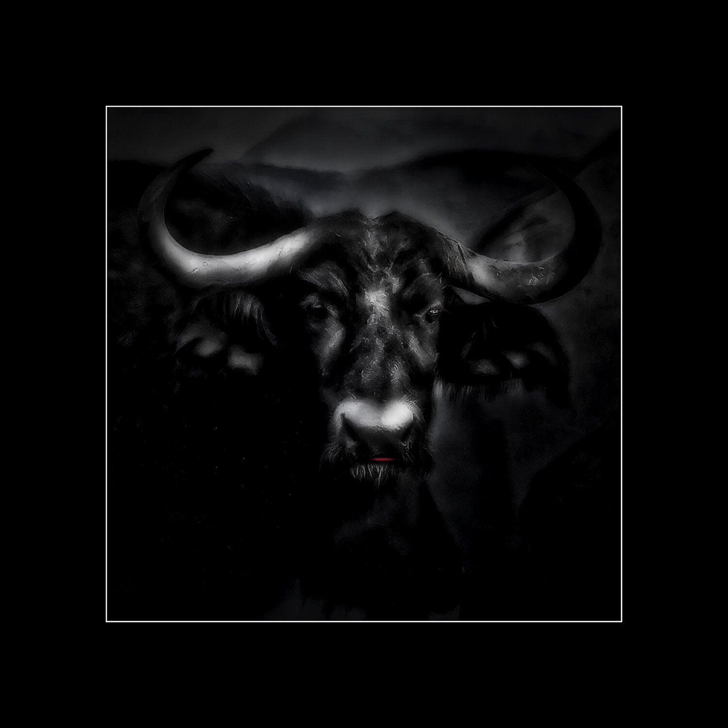 Buffalo Jörg Heimann