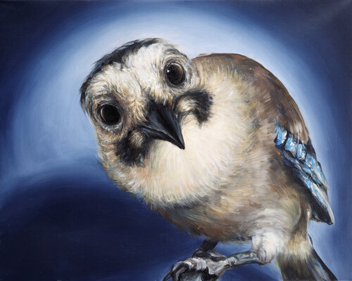Curious Blue Jay – Expressive Bird Portrait di Alla Ostrovsky, Pittura in vendita su Singulart
