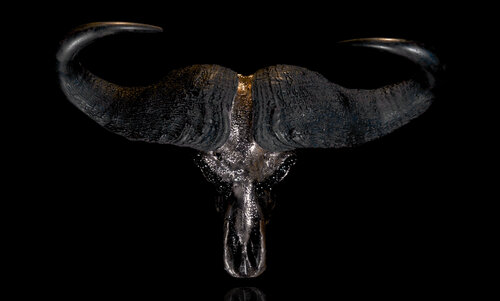 TUMAKRA van Nico Mastroprimiano, Beeldhouwwerk te koop op Singulart