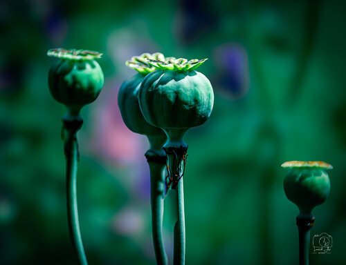 Le pavot by Florent KOPP, 사진 for Sale on Singulart
