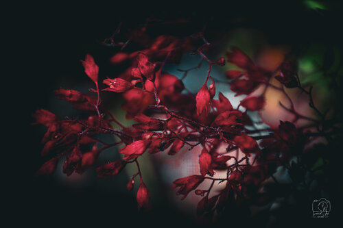 L'intensité rouge sang di Florent KOPP, Fotografia in vendita su Singulart