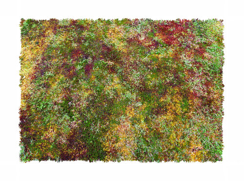 Pelouse 1/2 de Nicolas Lespagnol, Fotografía a la venta en Singulart