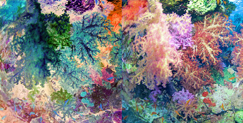 les contraires sont vrais (opposite are true) - flore sous marine 10/30 van Nicolas Lespagnol, Fotografie te koop op Singulart