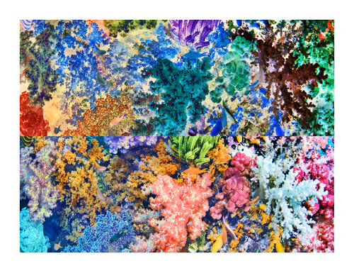 les contraires sont vrais (opposite are true) - flore sous marine 16/30 di Nicolas Lespagnol, Fotografia in vendita su Singulart