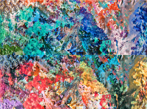 les contraires sont vrais (opposite are true) - flore sous marine 17/30 di Nicolas Lespagnol, Fotografia in vendita su Singulart
