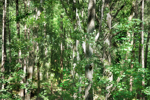 La all-over de Jackson Pollock de Nicolas Lespagnol, Fotografía a la venta en Singulart