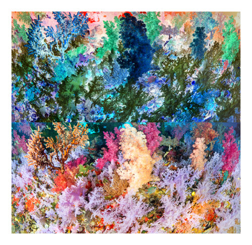 les contraires sont vrais (opposite are true) - flore sous marine 1/12 Nicolas Lespagnol