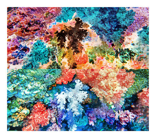 les contraires sont vrais (opposite are true) - flore sous marine 1/12 di Nicolas Lespagnol, Fotografia in vendita su Singulart
