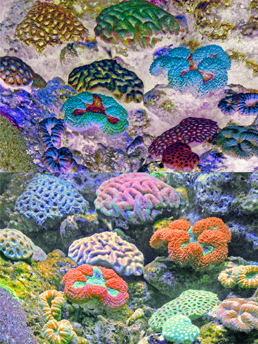 les contraires sont vrais (opposite are true) - flore sous marine 4/30 by Nicolas Lespagnol, Photography for Sale on Singulart