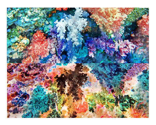 les contraires sont vrais (opposite are true) - flore sous marine 14/30 di Nicolas Lespagnol, Fotografia in vendita su Singulart