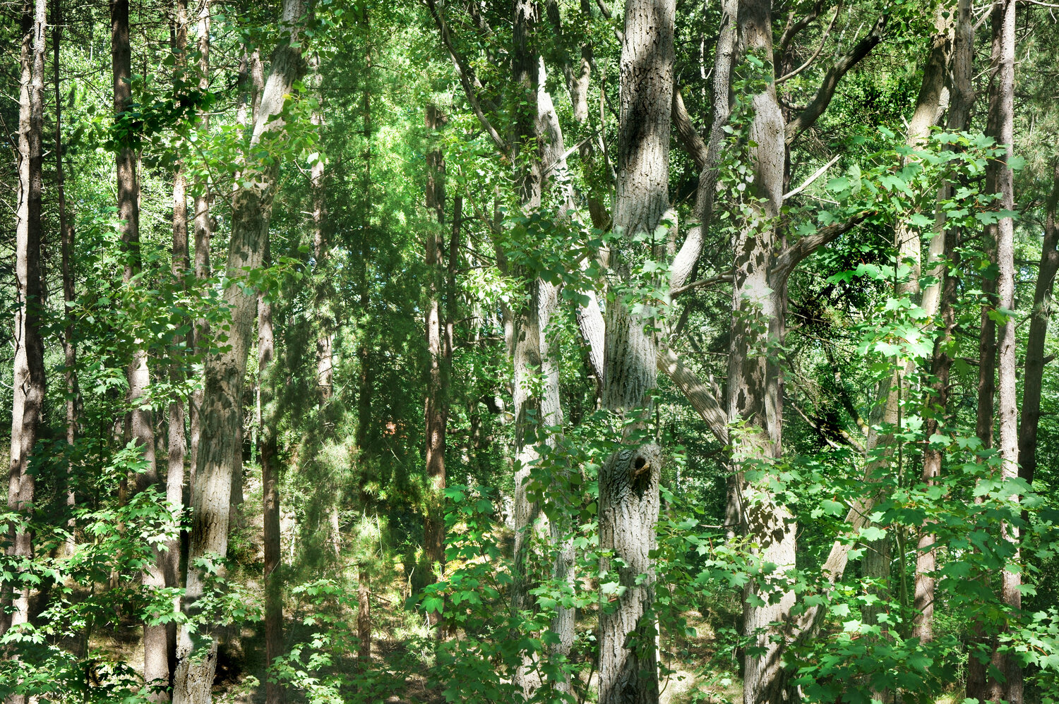 La all-over de Jackson Pollock Nicolas Lespagnol