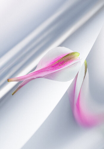 Plant Diffraction #3 by Christian Hagemann, 사진 for Sale on Singulart