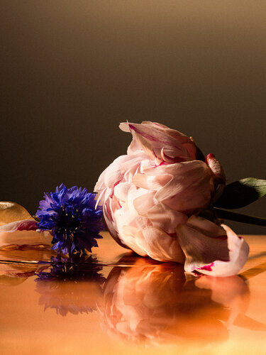 In Bloom #3 by Christian Hagemann, 사진 for Sale on Singulart