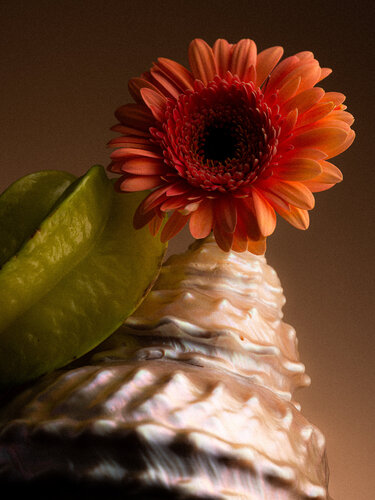 In Bloom #5 by Christian Hagemann, 사진 for Sale on Singulart
