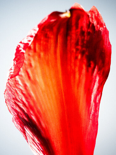 Flora #2 di Christian Hagemann, Fotografia in vendita su Singulart