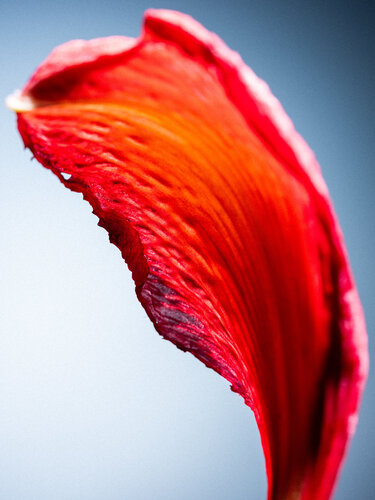 Flora #3 di Christian Hagemann, Fotografia in vendita su Singulart