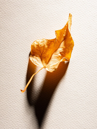 Flora #4 di Christian Hagemann, Fotografia in vendita su Singulart