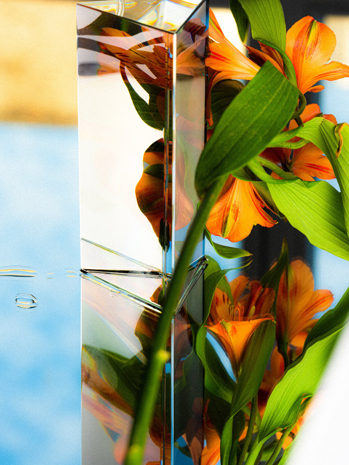 Plant Diffraction #1 Christian Hagemann