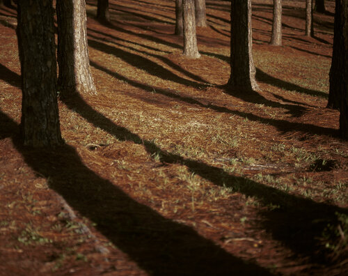 Clair Obscur au Mississippi 1/4 van Brigitte Theriault, Fotografie te koop op Singulart