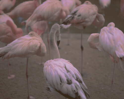 Rose von Brigitte Theriault, Fotografie kaufen auf Singulart