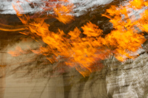 Leafs on fire. Canada 2024 © Motty Levy von Motty Levy, Fotografie kaufen auf Singulart