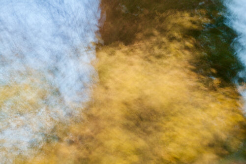 Glowing woods in the sunset. Canada 2024 © Motty Levy di Motty Levy, Fotografia in vendita su Singulart