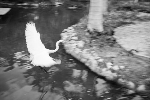 Free Flight. Dominican Republic  2017 © Motty Levy di Motty Levy, Fotografia in vendita su Singulart